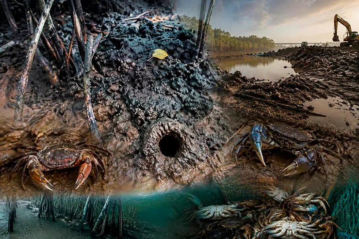 Thumbnail: Imagem ilustrativa gerada por IA a partir dos vídeos originais divulgados pelos pescadores de Vila Cajueiro, em Cariacica (ES). A composição é dividida em planos que contrastam a vida do manguezal com sua destruição.

              À esquerda e no centro, vê-se a lama escura e úmida do manguezal, entrecortada pelas raízes aéreas retorcidas das árvores de mangue. No centro da imagem, em destaque, está a abertura de uma galeria de caranguejo, o buraco cilíndrico escavado na lama onde o animal vive. Sobre a lama repousa uma folha amarela caída.

              No plano inferior, aparecem caranguejos e siris em close: à esquerda, um caranguejo de carapaça avermelhada com grandes garras; ao centro e à direita, siris azulados com as pinças erguidas; e, no canto inferior direito, um amontoado de caranguejos capturados presos em uma rede de pesca verde, representando a pesca artesanal que depende do manguezal.

              À direita e ao fundo, o cenário muda drasticamente: o manguezal dá lugar a uma área aterrada, com solo revolvido, poças de água barrenta e marcas de pneus de máquinas pesadas. Uma escavadeira amarela trabalha sobre o aterro, ao lado de montes de terra despejada, sob um céu alaranjado de fim de tarde. A imagem sintetiza a denúncia da reportagem: o avanço do aterramento sobre o berçário natural de caranguejos, siris e guaiamuns; disponível em https://grafittinews.com.br/manguezal-aterrado-em-cariacica-es-ameaca-bercario-natural-de-caranguejos-siris-e-guaiamuns/